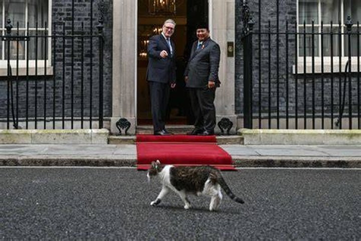 10 Downing Street Cat Larry: The Iconic Chief Mouser and His Legacy