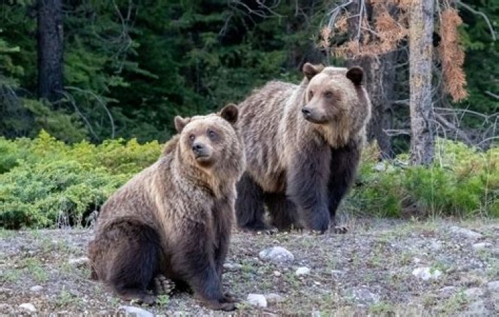 Are Brown Bear and Grizzly the Same? Unraveling the Mysteries of These Majestic Creatures