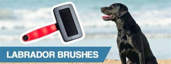 Best Dog Brush for Labrador Retrievers: A Comprehensive Guide