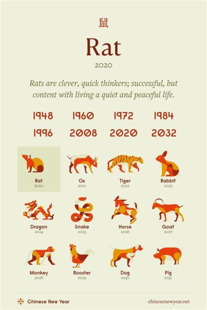 Chinese Year 1984 Animal: Discover the Wood Rat's Traits and Symbolism