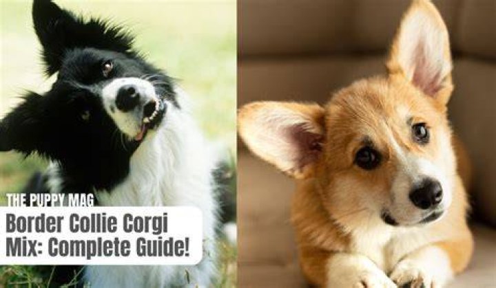 Corgi and Border Collie: The Ultimate Guide to Understanding These Beloved Breeds