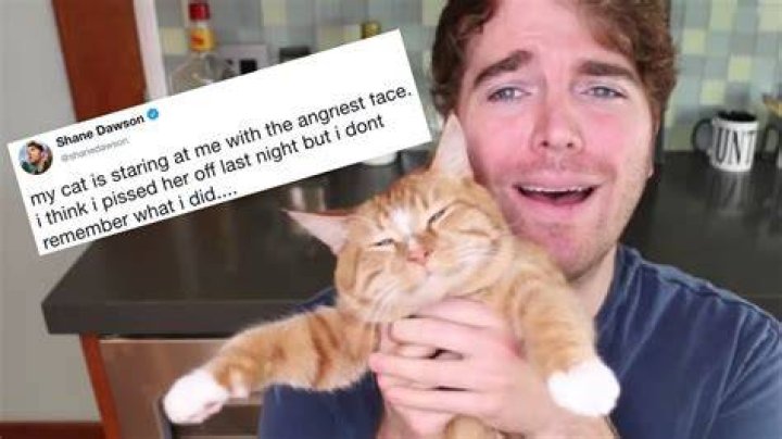 Did Shane Dawson Touch a Cat? Exploring the Controversy and Unveiling the Truth
