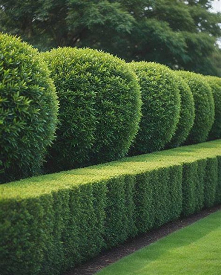 Discover the Best Free Used Garden Hedges: A Comprehensive Guide