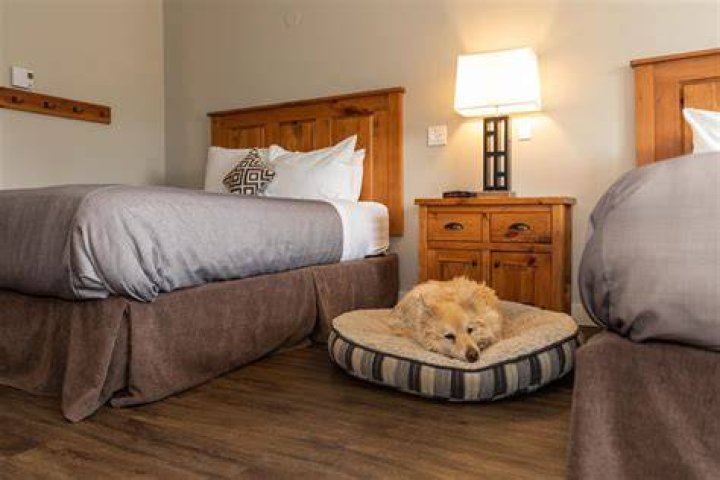 Discover the Best Shenandoah Pet Friendly Lodging for Your Furry Friend