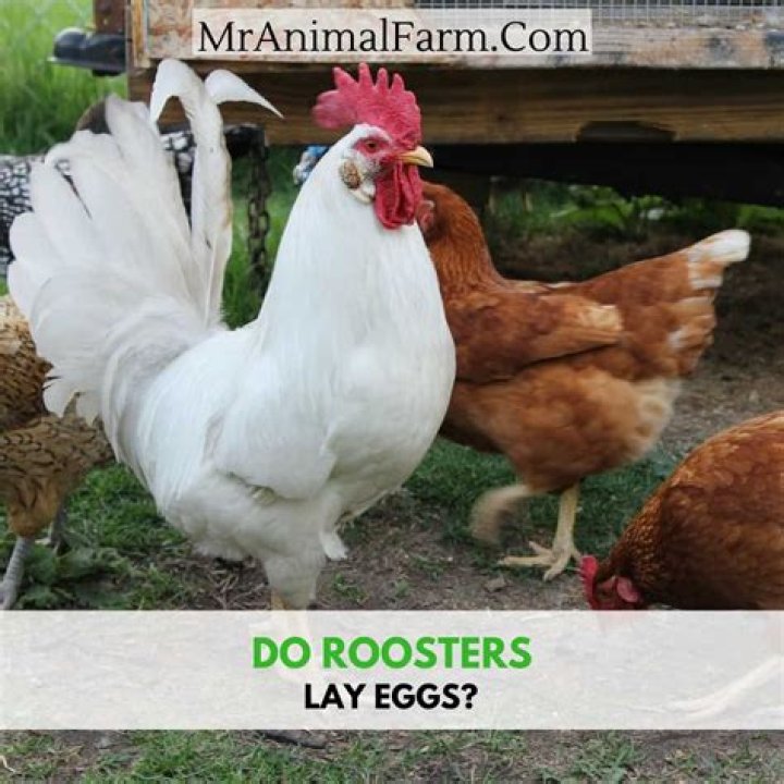 Do I Need a Rooster for Chickens to Lay Eggs? A Comprehensive Guide