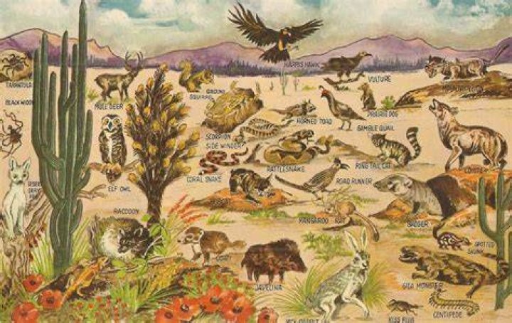 Exploring the Fascinating Arizona Desert Ecosystem with Animals