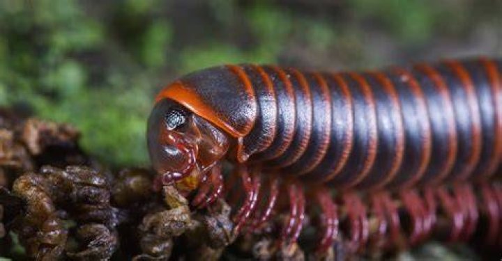 Exploring the Fascinating World of Millipedes and Centipedes