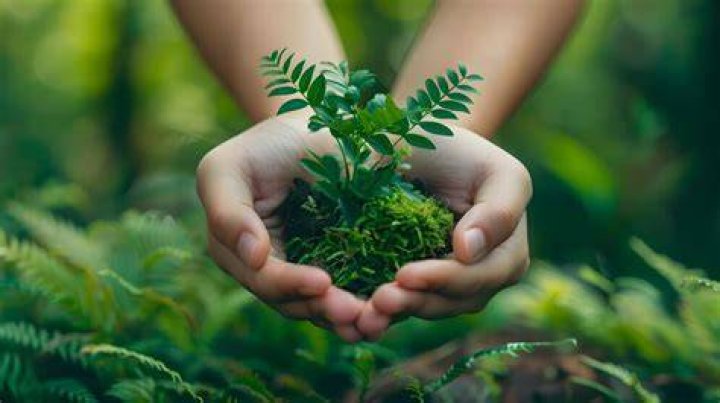 Green Mushroom Sydney: A Thriving Ecosystem for Health and Sustainability