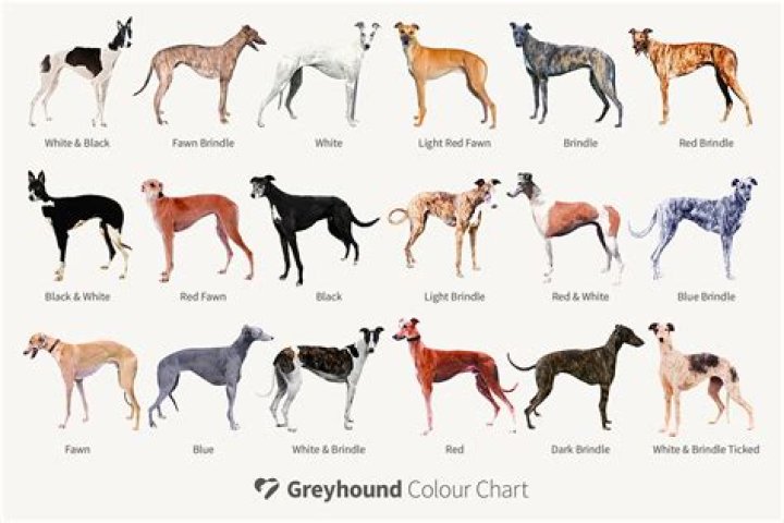 Greyhound: The Ultimate Guide to Understanding This Majestic Breed
