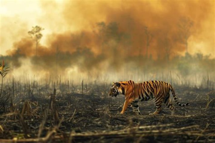 Habitat Loss Tigers: Understanding the Crisis and Finding Solutions