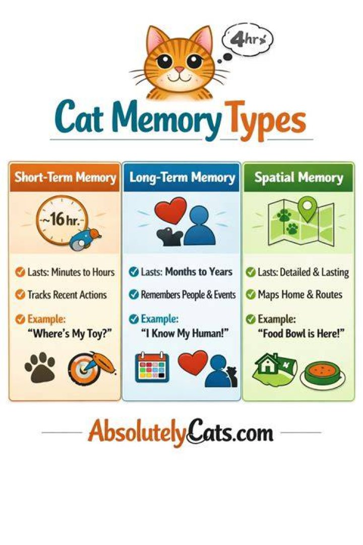 How Long is the Memory Span of a Cat? Unlocking the Mysteries of Feline Memory