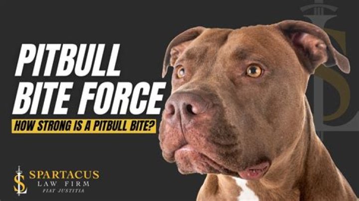 How Strong is a Pitbull Bite? Unveiling the Power Behind This Misunderstood Breed