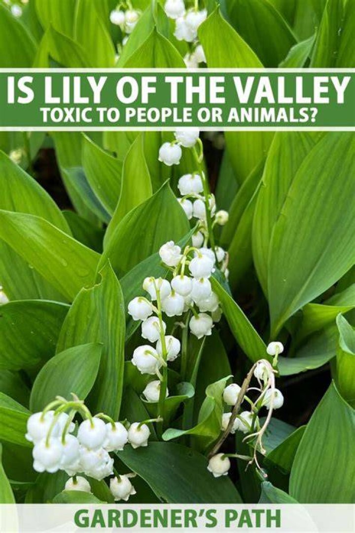 Is Lily of the Valley Poisonous? A Comprehensive Guide to Understanding Its Risks and Benefits