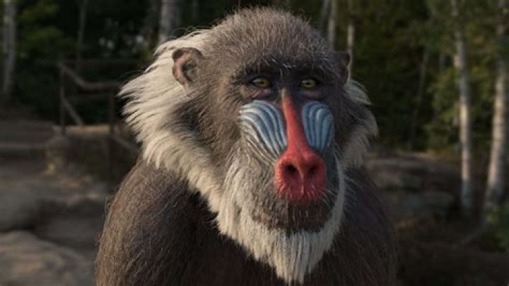 Mandrill in The Lion King: A Comprehensive Exploration of Their Role and Significance