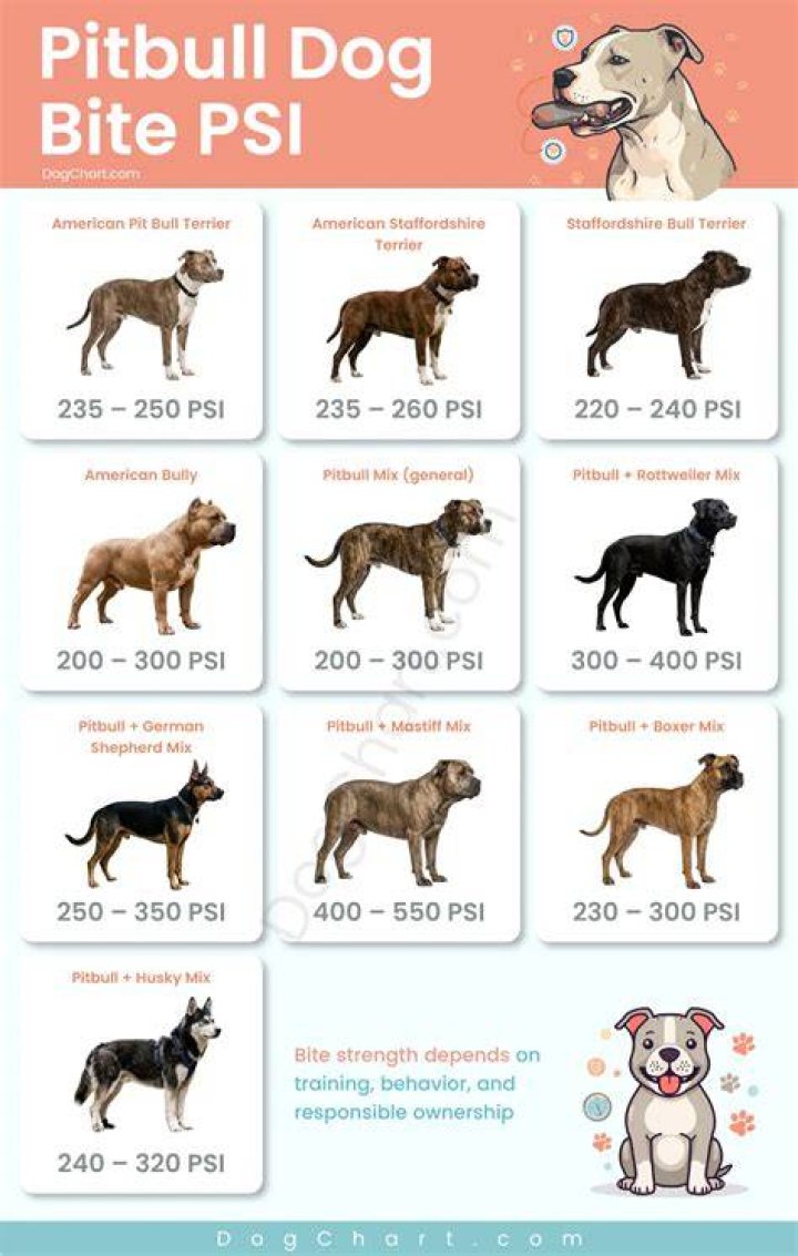 Pitbull Bite Force PSI: Understanding the Power Behind the Breed