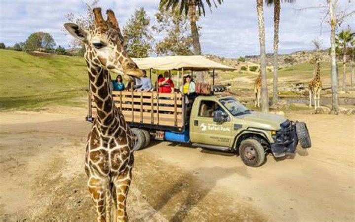 San Diego Zoo Tickets: Unforgettable Encounters with Wildlife