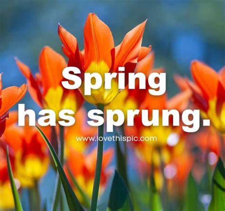 Spring Has Sprung! Everything You Need to Know About the First Day of Spring