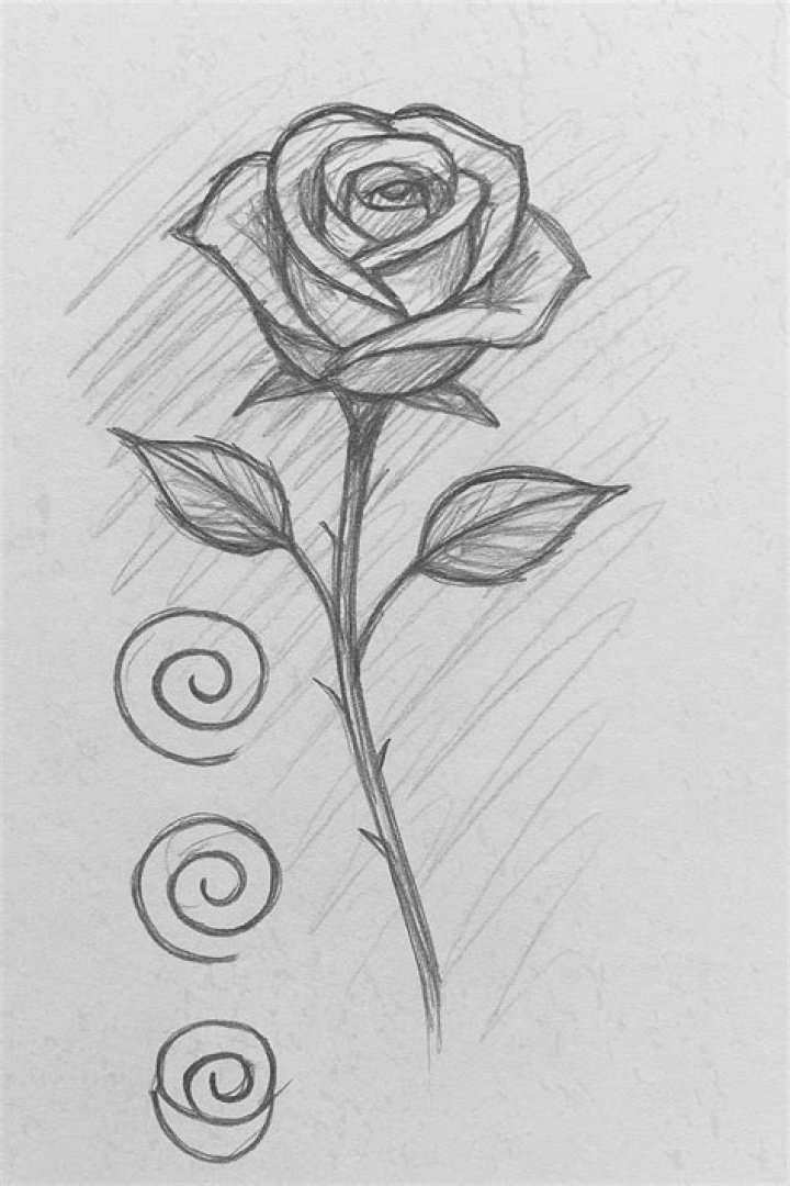 Stunning and Easy Drawing of a Rose: A Beginner's Guide