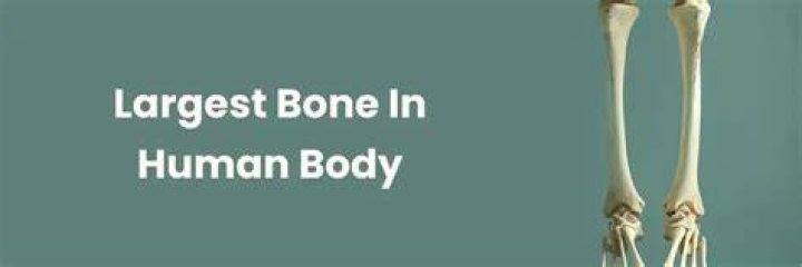 The Largest Bone in the Human Body: Understanding Its Role and Importance