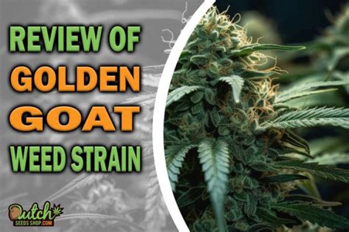Throat Goat Strain: The Ultimate Guide to Understanding, Growing, and Enjoying