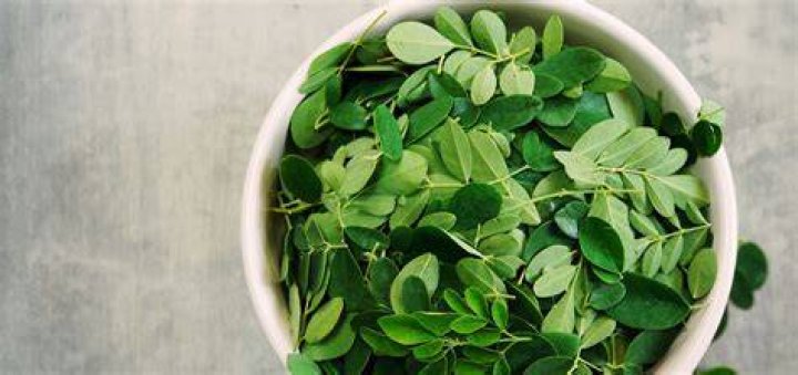 Verdolagas Health Benefits: Unlock the Power of This Superfood