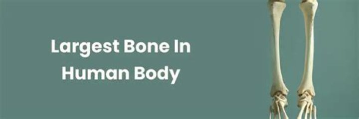 What's the Largest Bone in the Body? A Comprehensive Guide