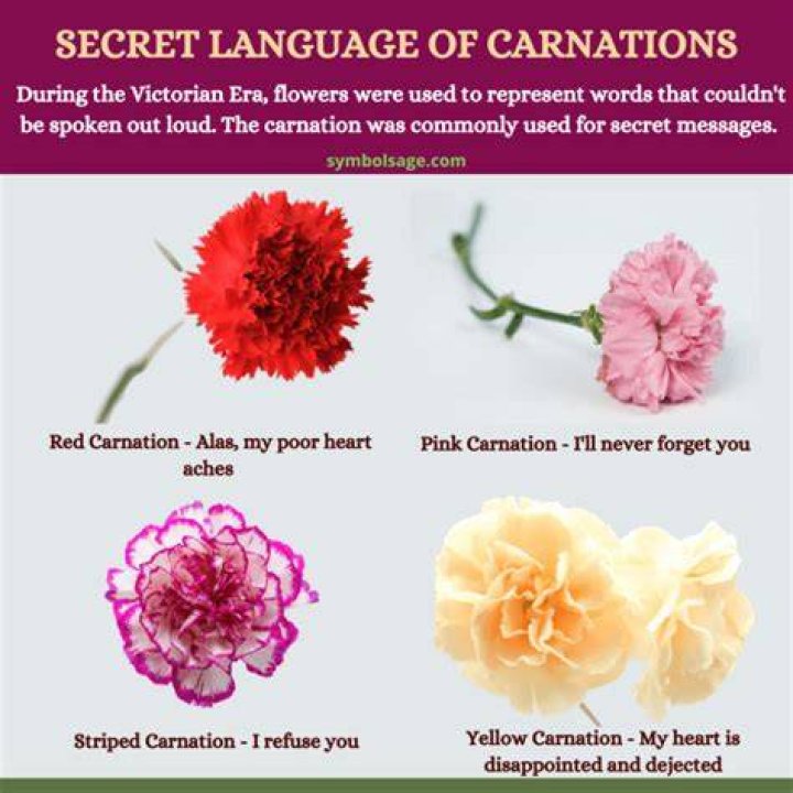 What Do Red Carnations Mean: A Comprehensive Guide to Their Symbolism and Significance